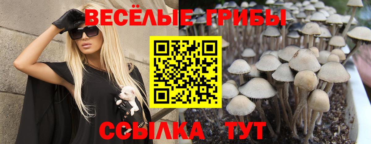 Псилоцибиновые грибы Psilocybine cubensis Верхняя Пышма